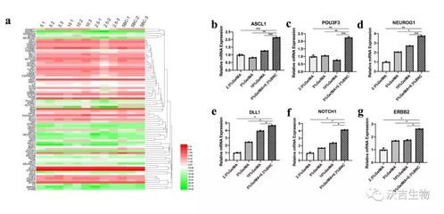 if 7.328 神經(jīng)生成pcr陣列 大鼠 在生物材料研究中的應用實例