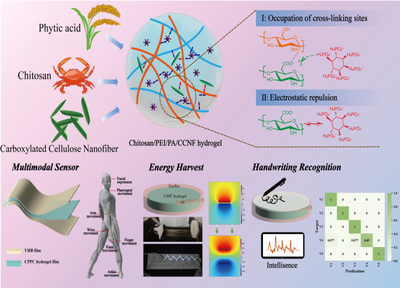 福建農(nóng)林大學黃彪教授團隊在生物質先進材料研究與開發(fā)方面取得顯著進展